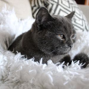 Meet your Posher, Alice